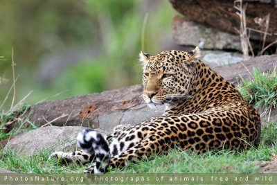 Kenya - Leopard