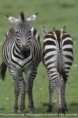 TJ_Kenya-09__06479.jpg