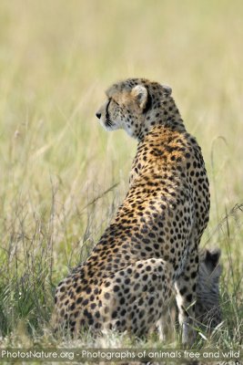 TJ_Kenya-09__07912.jpg