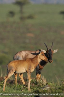 TJ_Kenya-09__10597.jpg