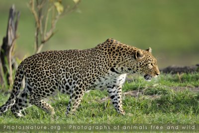 Kenya - mammals part I