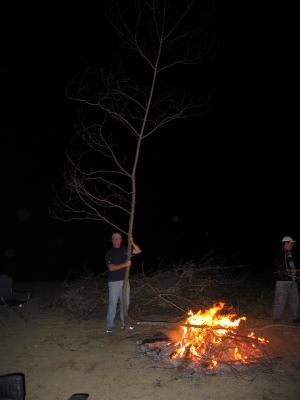 Barry found a tree