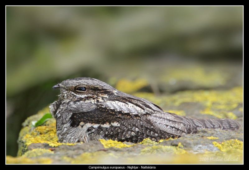 Nightjar