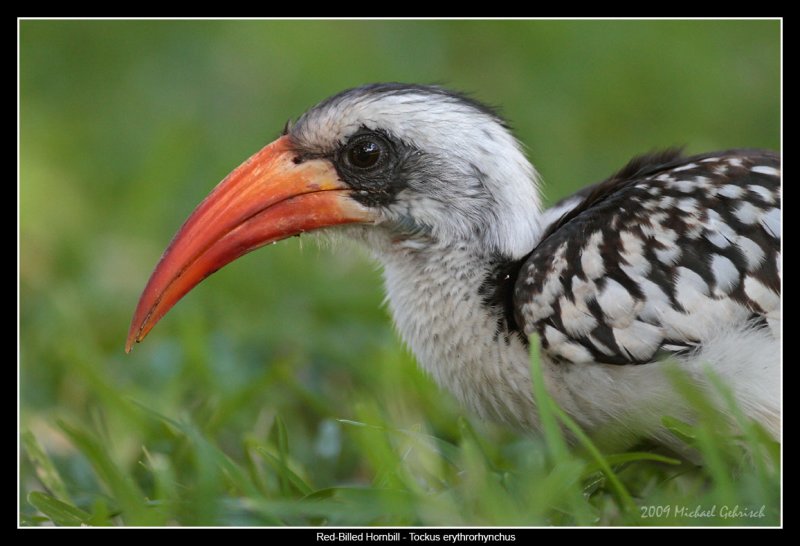 Red-Billed Hornbill