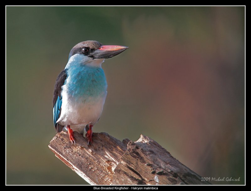 Blue-Breasted Kingfisher