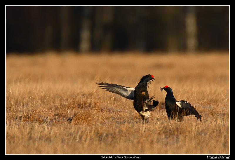 Black Grouse, Skvde