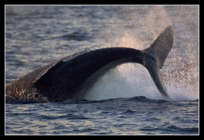 Whale calf at play
