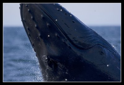 Whale Breach close