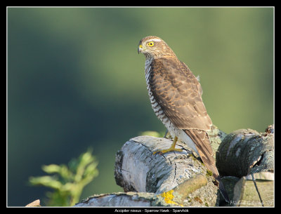 Sparrow Hawk, Lund