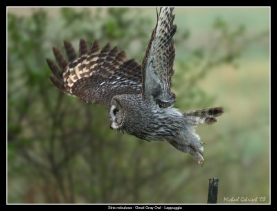 Great Gray Owl