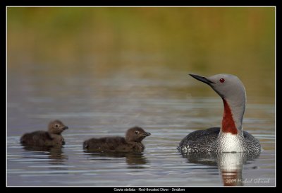 Red-throated Diver, Southern Iceland