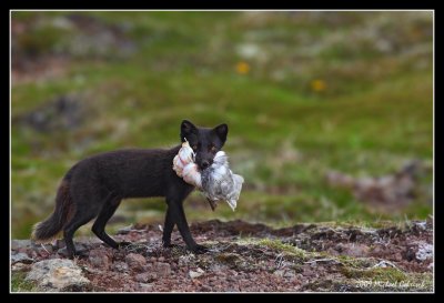Arctic fox with a fulmar for her young