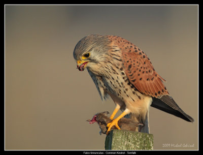 Kestrel with Mouse