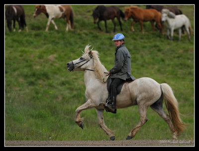Iceland ponies