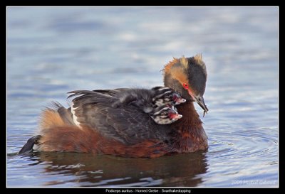 Horned Grebe, Iceland