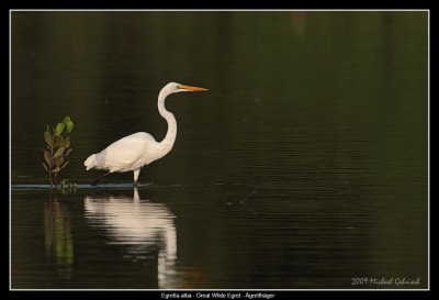 Great White Egret