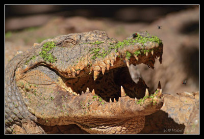 Crocodile, Gambia