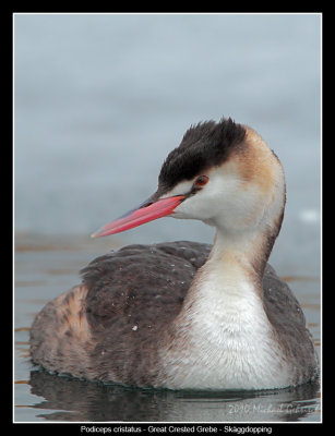 Great Crested Grebe winter plumage