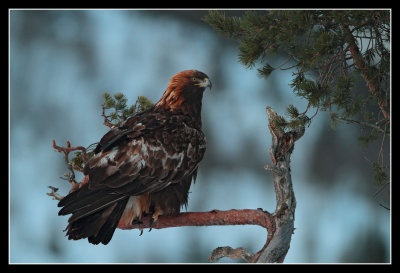 Golden Eagle, Norway