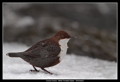 White-Throated Dipper, Norway