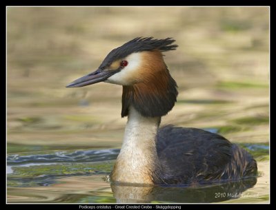 Great Crested Grebe summer plumage