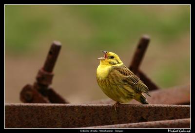 Yellowhammer, Brantevik