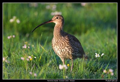 Eurasian Curlew, Vombs ngar