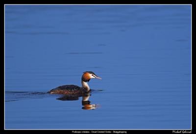 Great Crested Grebe in Summer Plumage