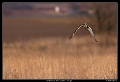 Short-eared Owl, Lund