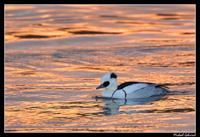 Smew, Falsterbo