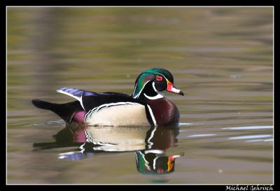 Wood Duck, Santee