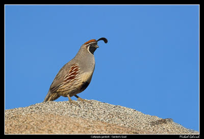 Gambel's Quail, Borrego Springs