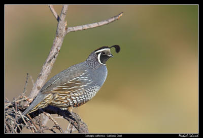 California Quail, Anza Borrego Desert