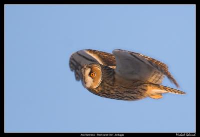 Long-eared Owl