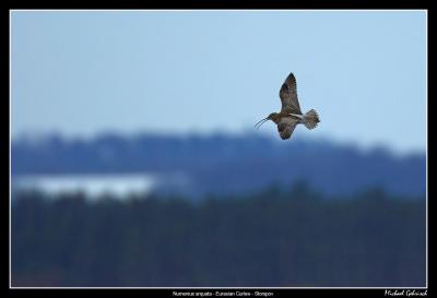 Eurasian Curlew, Vombs ngar