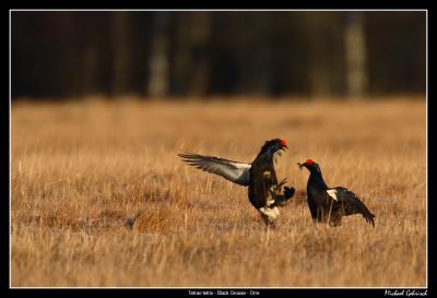 Black Grouse, Skvde