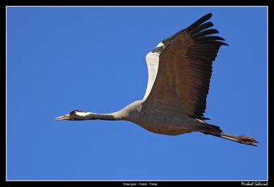 Crane in Flight, Hornbrgasjn