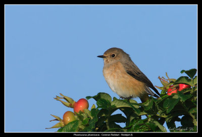 Redstart, Falsterbo