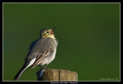 White Wagtail, Vombs ngar