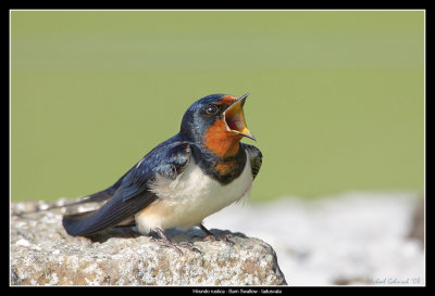 Barn Swallow, land
