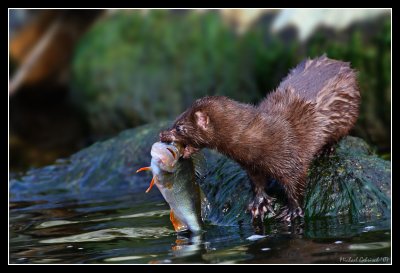 Mink and Perch, Sweden