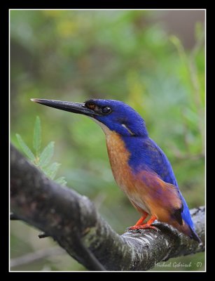 Azure Kingfisher, Royal National Park