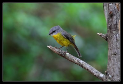 Eastern Yellow Robin, Royal National Park