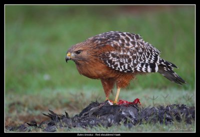 Red-shouldered Hawk, San Diego