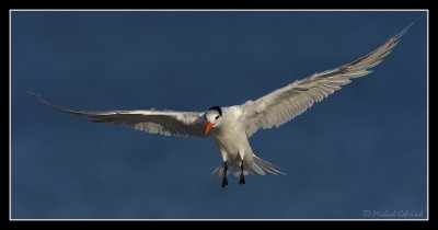 Royal Tern, San Diego