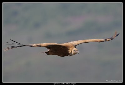 Griffon Vulture, Spain
