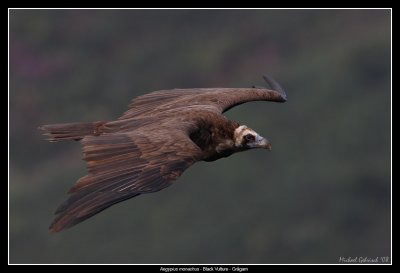 Black Vulture, Spain