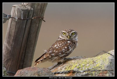 Little Owl, Spain