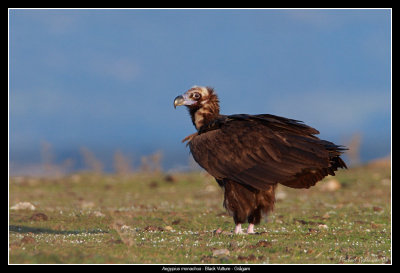Black Vulture, Spain