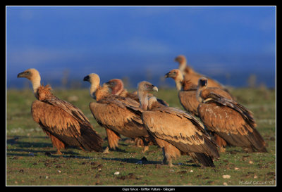 Griffon Vultures, Spain